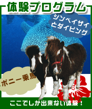 沖縄　マリンスポーツ・ポニー乗馬