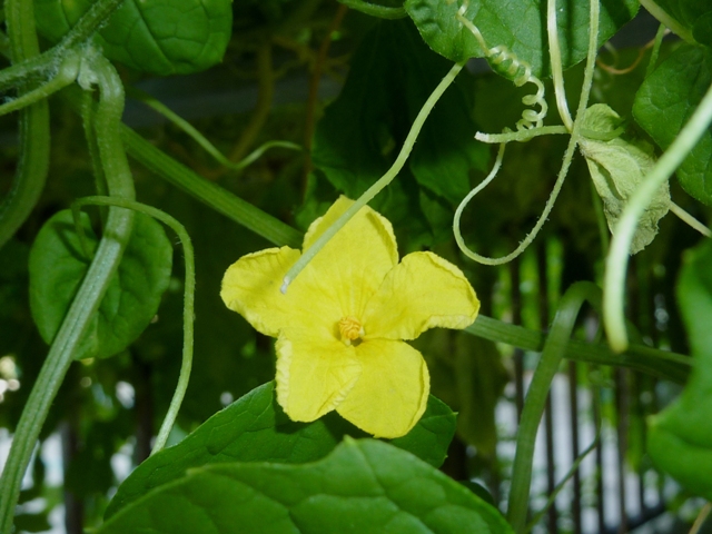 ゴーヤー花.JPG